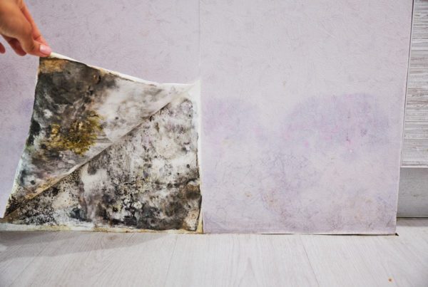 mold